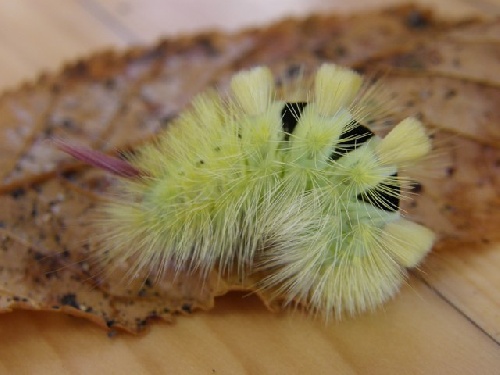La chenille