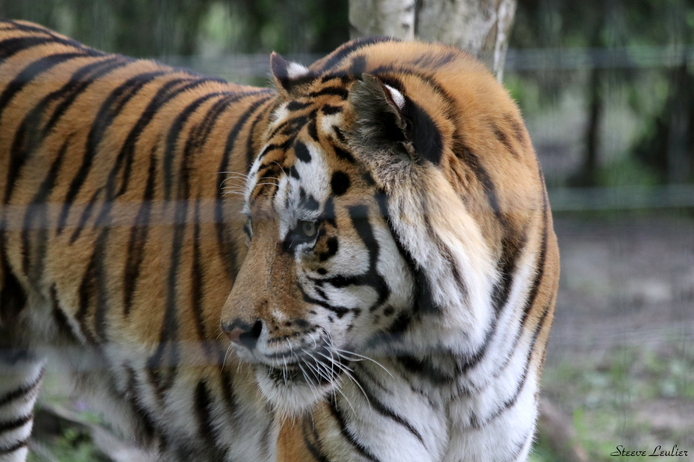 Tigre de Sibérie, Tigre de l'Amour (panthera tigris altaica)