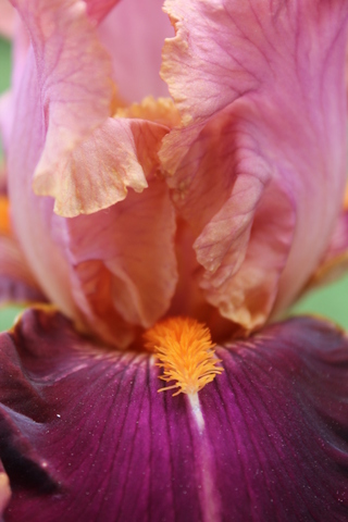 iris bitone 'Impressionist' de Promesse de fleurs