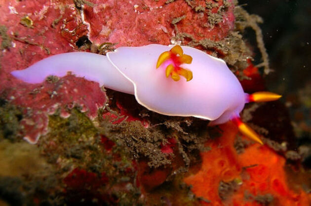 3 000 espèces de nudibranches