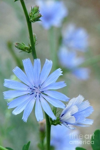 Bleues et naturelles ... 