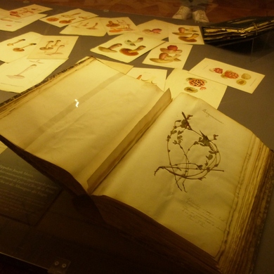 Journée des plantes de Chantilly : dans le cabinet des livres...