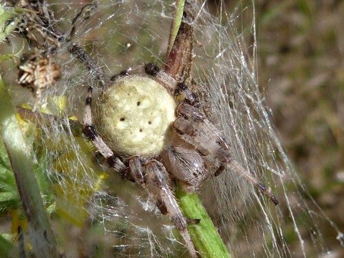 Araneus quadratus