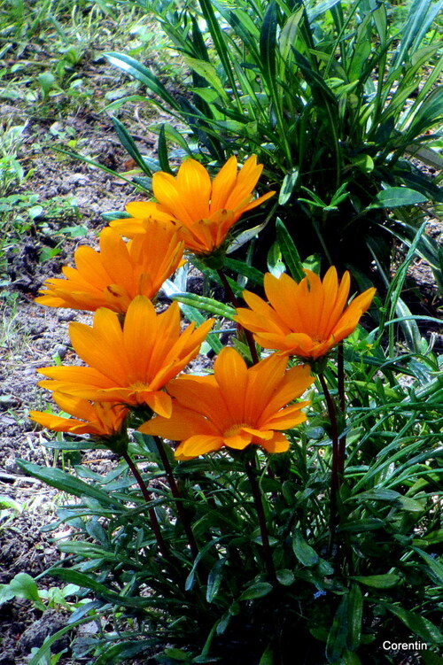 Des fleurs au jardin 