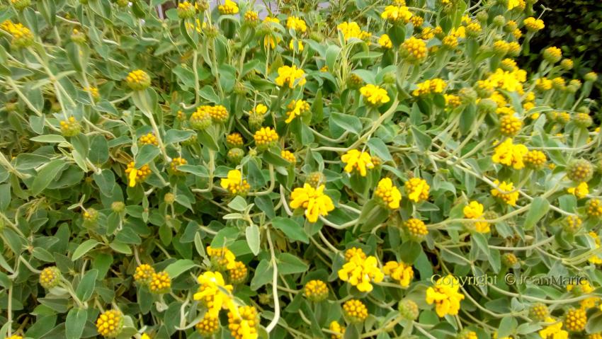 Phlomis fruticosa - Sauge de Jérusalem