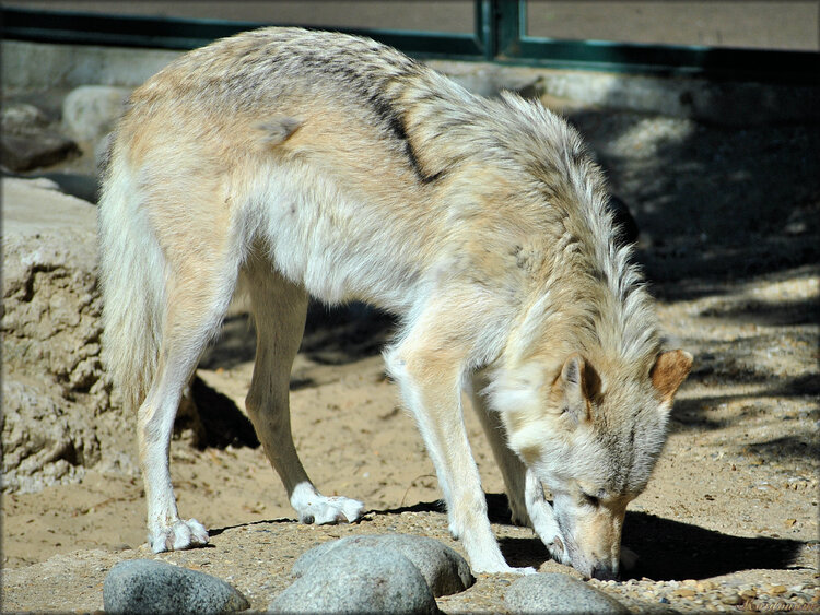 Photo de Loup de Mackensie (Zoo de la Palmyre)