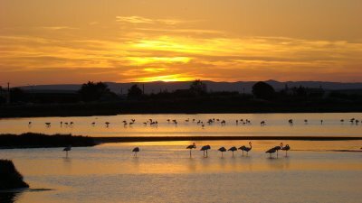 flamants+2+SEPT+2007+036