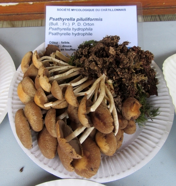 Voici la plupart des espèces de champignons, récoltées lors du séjour de la Société Mycologique du Châtillonnais dans le Morvan