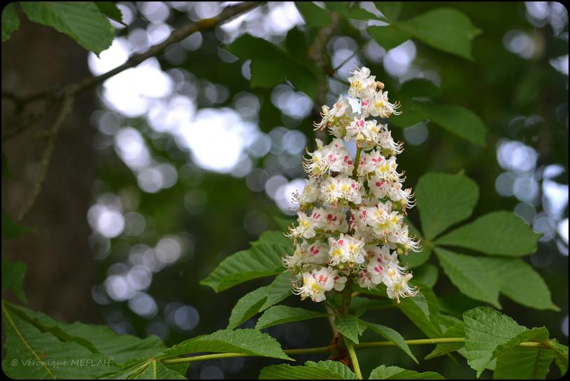 Rambouillet : Fleurs de marronnier