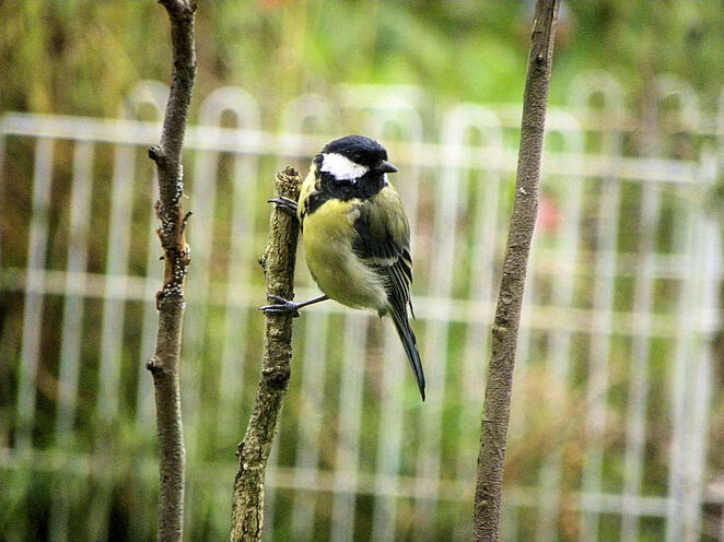 Mésange charbonnière