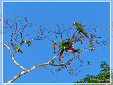 Ara vert, Chestnut-fronted Macaw (Ara severus) - Puerto Maldonado - Pérou