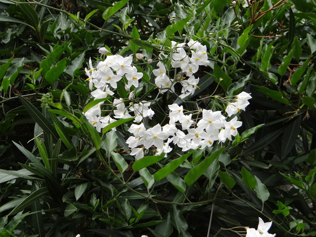 Ipomée et jasmin