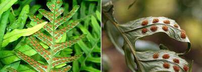 ''Réglisse sauvage'' Polypodium vulgare L. Ses frondes fertiles portent les spores.jpg