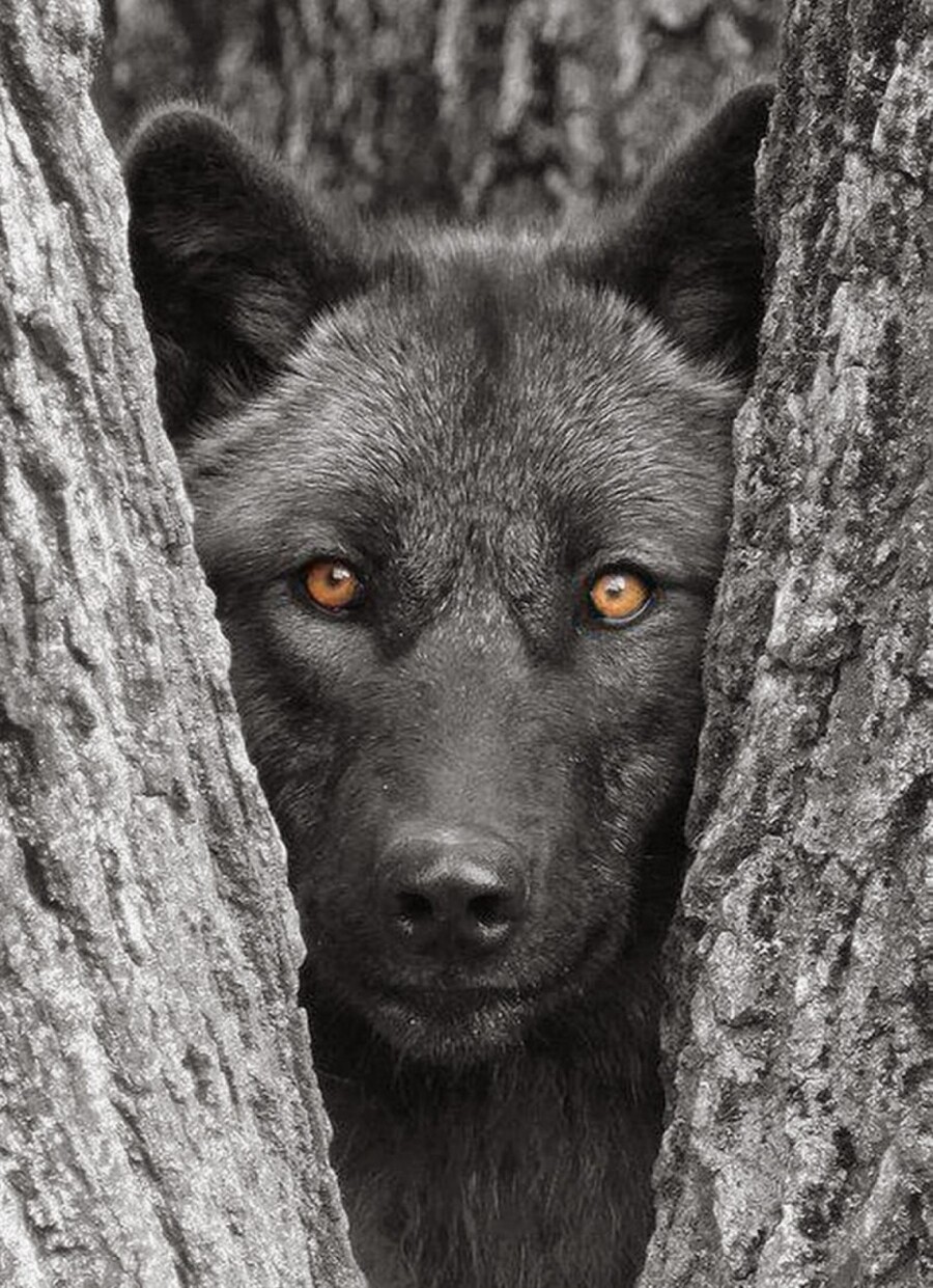 TRÈS BEAU CADEAU DE MON AMIE LINDA - EL LOBO