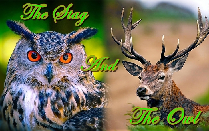 The Stag and the Owl