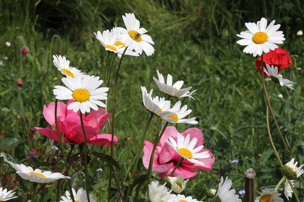 Roses et compagnie