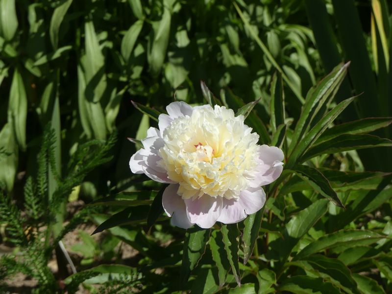 LA  FETE  DE  LA  PIVOINE