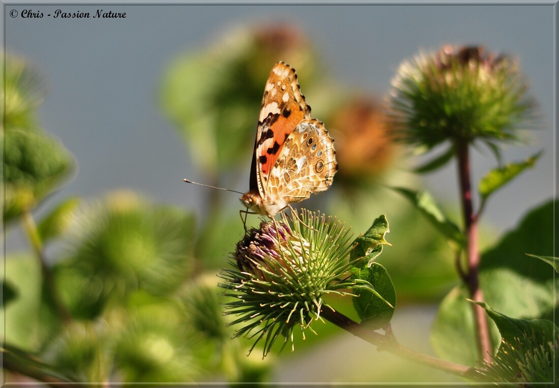 papillon belle-dame - cynthia cardui