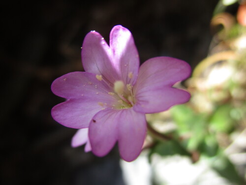 Fleurs roses