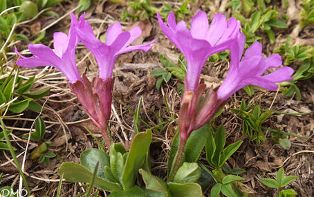 Primula integrifolia  -  primevère à feuilles entières