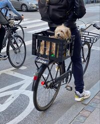 walking bicycle dogs bicycle