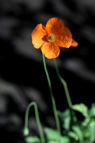 De l'orange au jardin