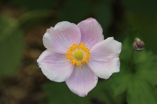 Journées des plantes au lac d'Aiguebelette