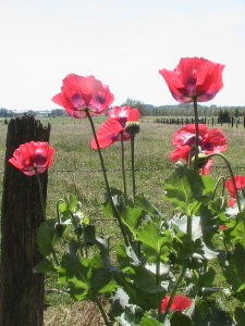 Papaver somniferum1