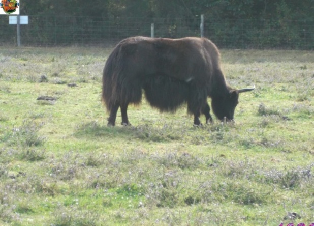 FERME DU MONDE CARENTOIR 56 le parc animalier 2/4