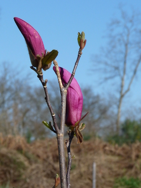 Magnolias caducs