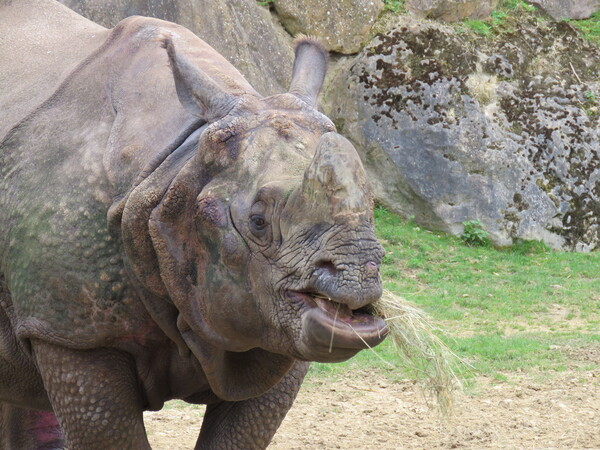 Zoo de Beauval (8).