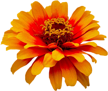 Tubes PNG de fleurs