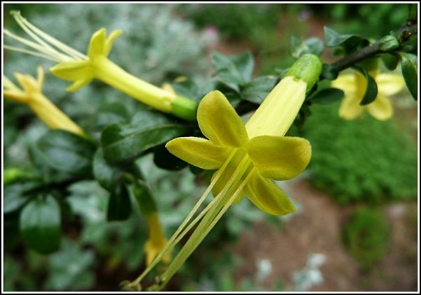 fleur-jaune-sur-arbuste.jpg