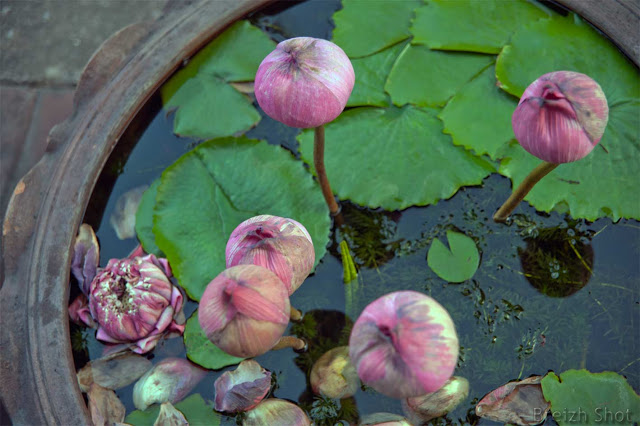 Bangkok des fleurs de lotus dans une jarre