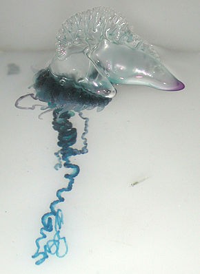 Portuguese_Man-O-War_-Physalia_physalis-.jpg