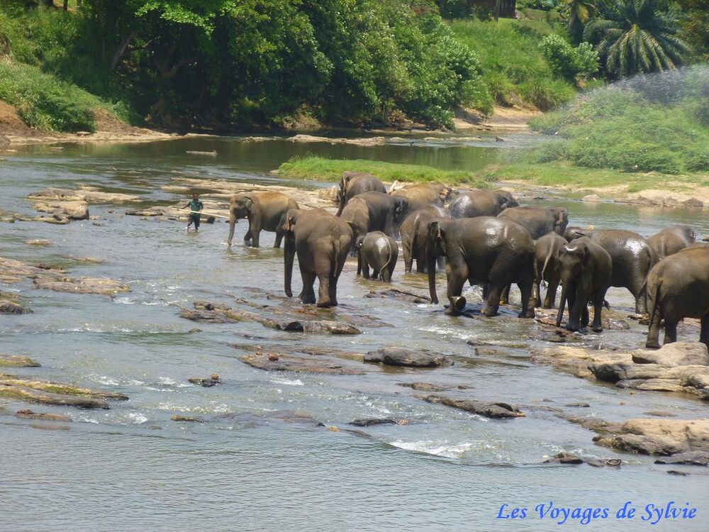 SRI LANKA ORPHELINAT DES ÉLÉPHANTS DE PINNAWELA