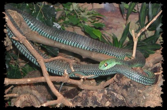 Serpents venimeux de RDC:Dispholidus typus