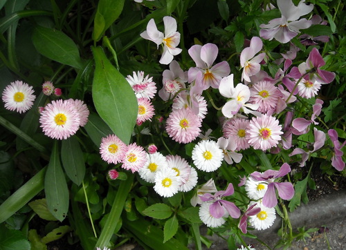 Les fleurs du samedi gérées par Jean Pierre