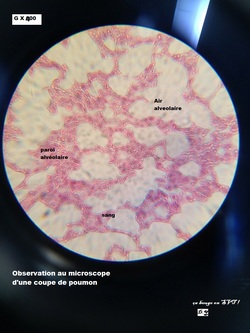 Atelier en 5ème : observer au microscope les organes respiratoires