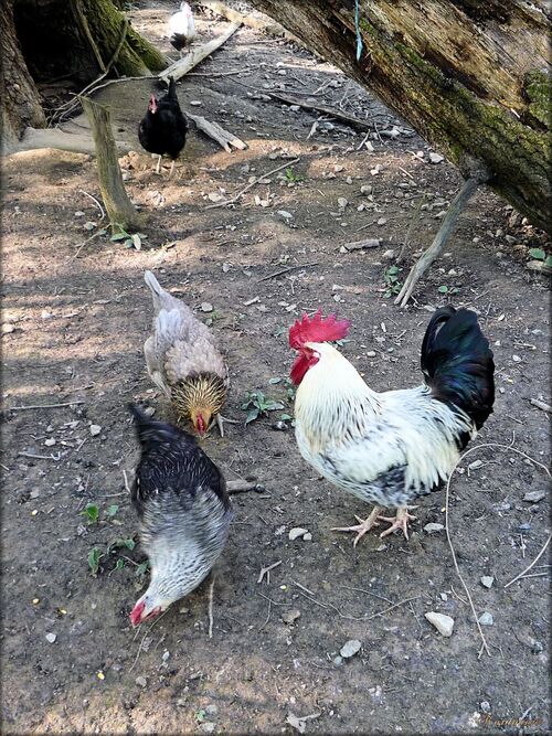 Photos de poules gasconnes du moulin du Poyaller