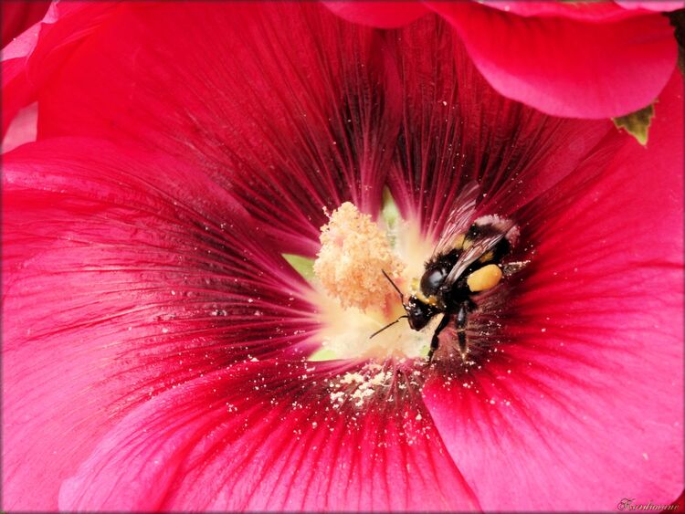 Photo de rose trèmière avec une abeille