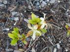 Identification par les fleurs !