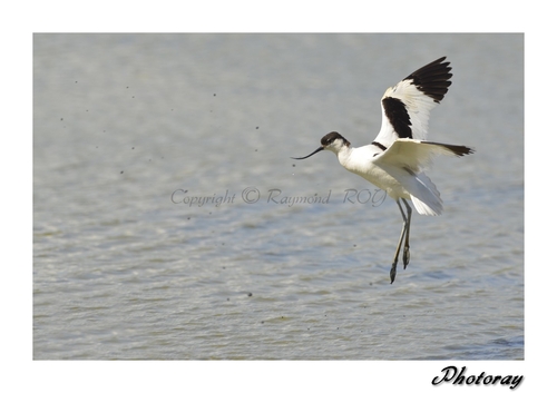 Avocette élégante