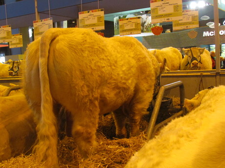 SALON DE L'AGRICULTURE 2017. PARIS . Troisième partie .