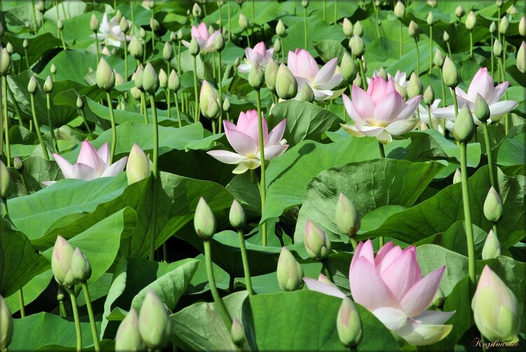 Lotus (parc floral de la Court d'Aron)