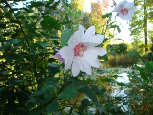 Giverny, le jardin d'eau 3