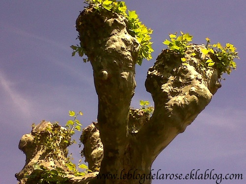 Tête de platane/Head of plane tree