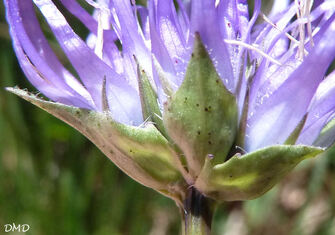 Phyteuma hemisphaericum - raiponce hémisphérique