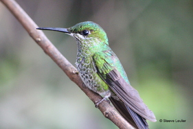 Costa Rica, les oiseaux