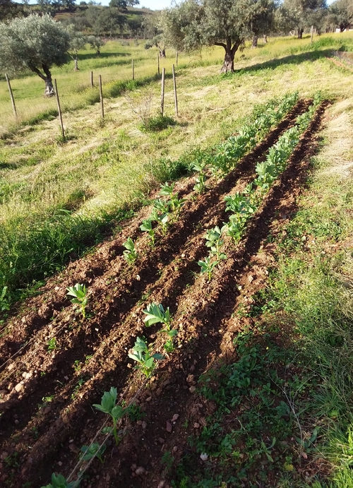 Un petit tour au jardin......